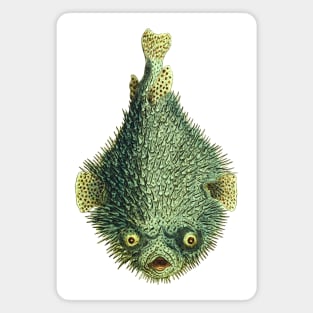 Spiky porcupinefish, green and mean looking with creepy yellow eyes. Magnet